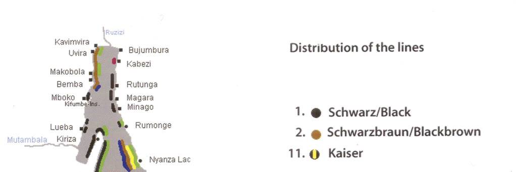 CLASIFICACIÓN Sp. Black, Blackbrown y Kaiser. DIFERENCIAS. Web-DistribucinLNEAS-Norte