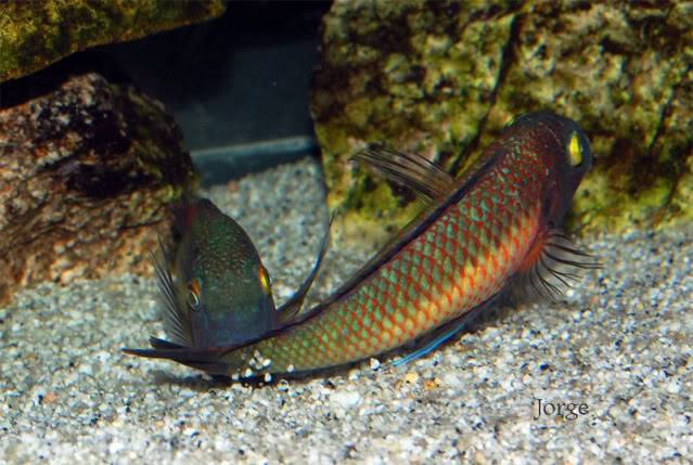 Hembra Tropheus sp. lufubu Real incubando. TLR-T-LU-M2yLU-H3