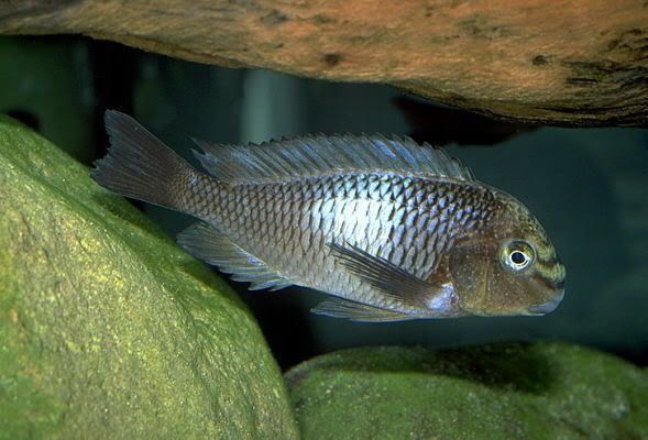 Tropheus moorii kapampa que os parece TMooriiKapampa-3