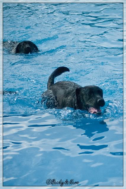 Dierendag - Hondenzwemmen Mosaqua   20101004_28-border