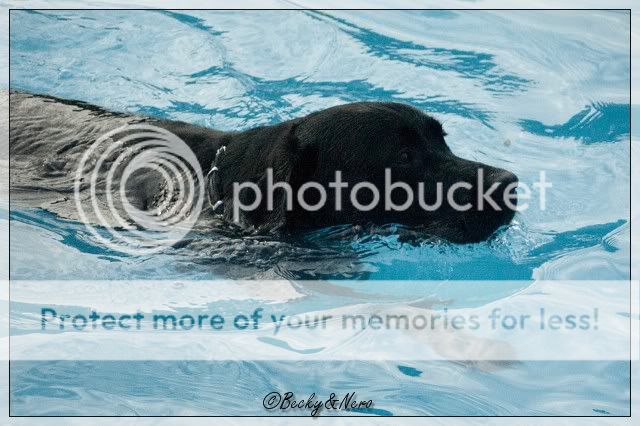 Dierendag - Hondenzwemmen Mosaqua   20101004_49-border
