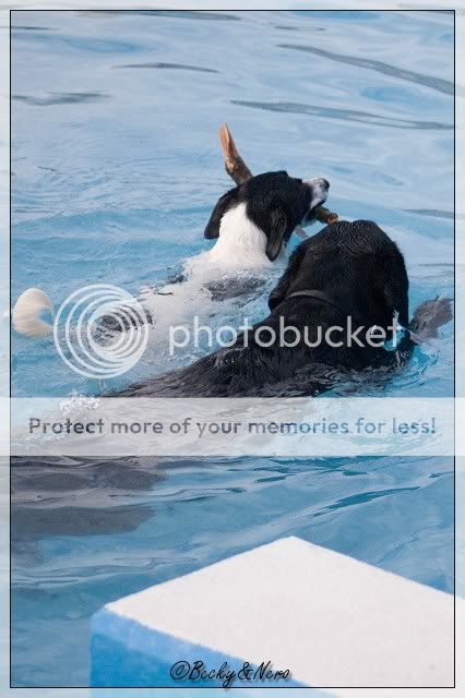 Dierendag - Hondenzwemmen Mosaqua   20101004_68-border