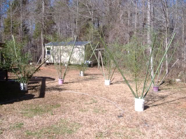 Building Crappie Condo's... Bamboo