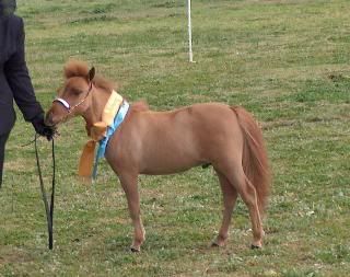 Western Australian Dilutes 10.2hh and under Show 010-Copy