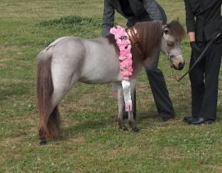 Western Australian Dilutes 10.2hh and under Show 020-Copy