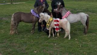 Western Australian Dilutes 10.2hh and under Show 060-Copy3