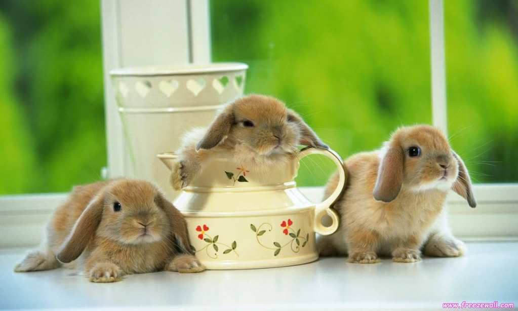 Những loại động vật đáng yêu 1440Rabbit_1003