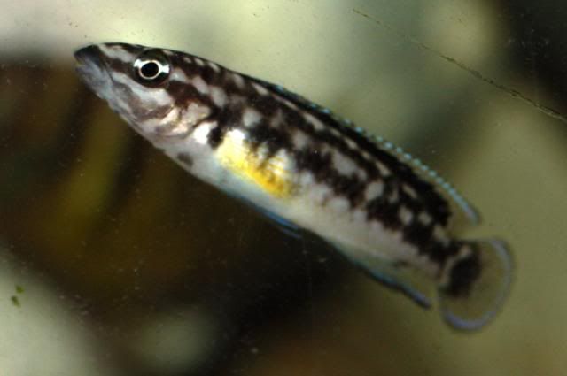 Vendo o cambio Telmatochromis y Julidochromis DSC_0006_resize