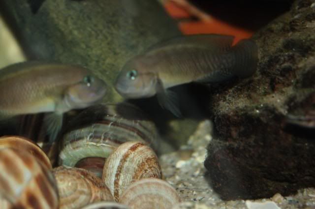 Vendo o cambio Telmatochromis y Julidochromis DSC_0014_resize