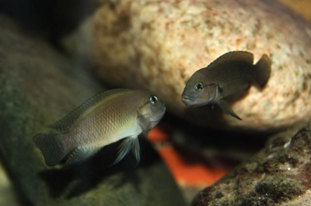 Vendo o cambio Telmatochromis y Julidochromis DSC_0015_resize