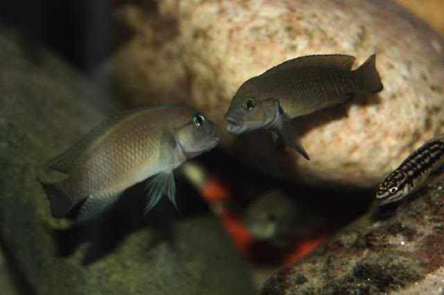 Vendo o cambio Telmatochromis y Julidochromis DSC_0016_resize