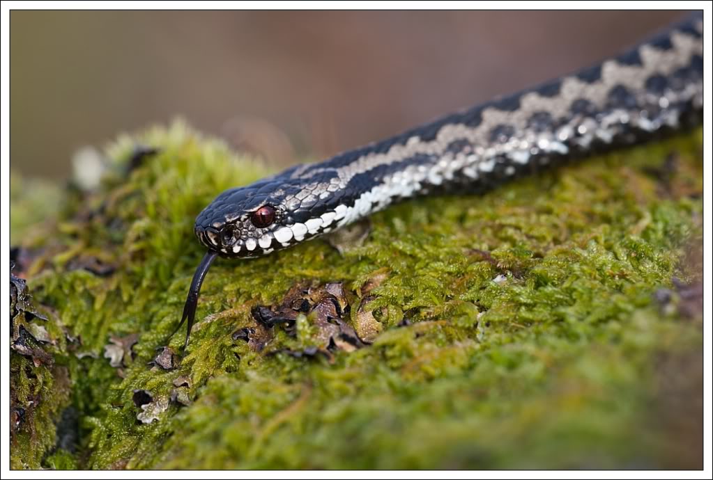 Norway - Vipera berus berus Viperaberus090312_001_web