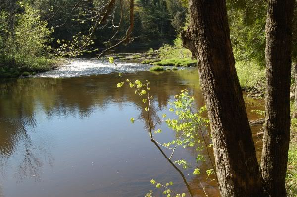 Biotope naturel du Québec et Glyptemys insculpta Moulin3