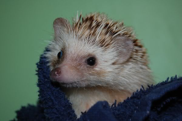 Le bain du matin de Sam ! Sambain3