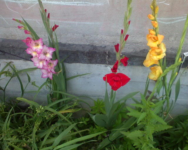 Gladiola DSC00122