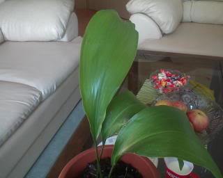 Aspidistra DSC00408_2