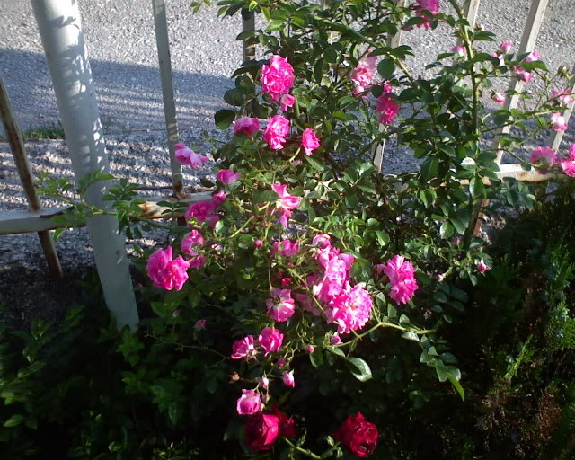 Ruže DSC00555