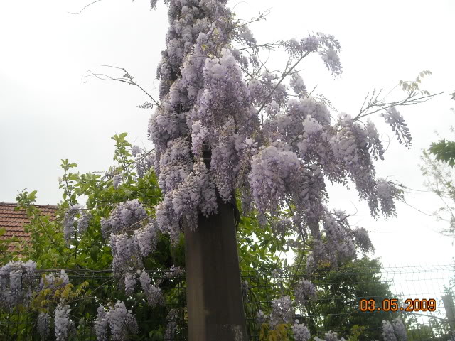 Wisterija ili Glicinija DSCN1292_300