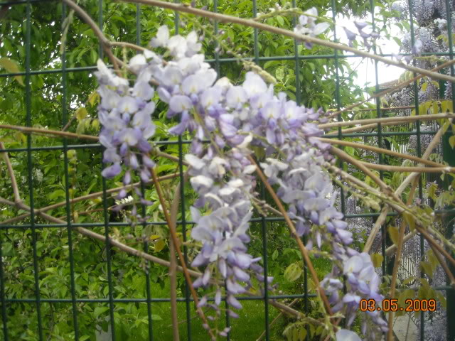 Wisterija ili Glicinija DSCN1295_303