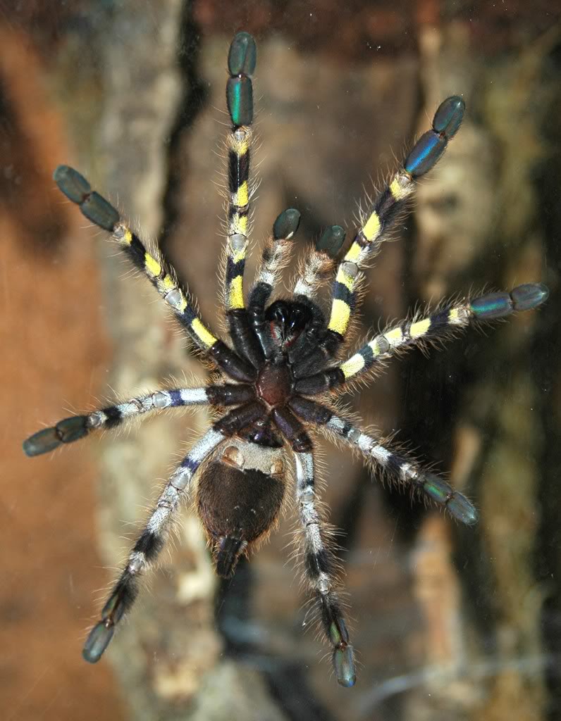 Genero Poecilotheria Pregalismachosubadulto