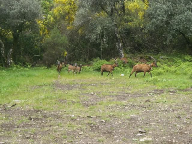 Passeio MOndim de Basto-Fisgas de Ermelo CIMG5290