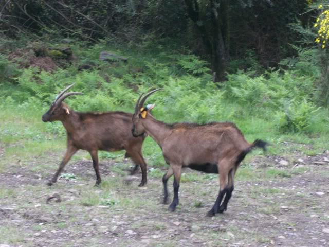 Passeio MOndim de Basto-Fisgas de Ermelo CIMG5295