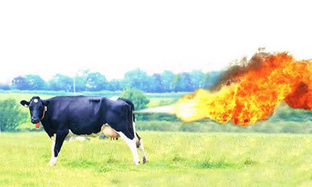  احدث انواع الطباخات  Farting-cow