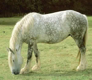 Percheron Percheron