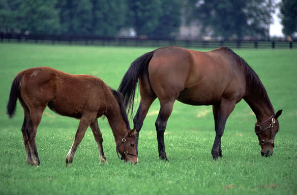 Slike drebadi Horses