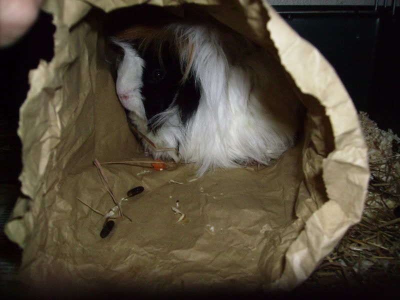 Guinea pig in a Paper bag PICT0393-1