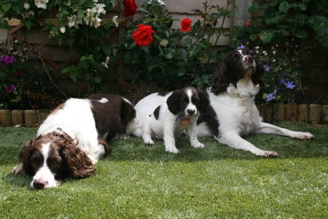 herbie and indi (my sister's puppy) 5thJuly-herbie010