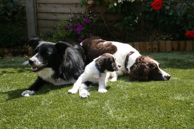 herbie and indi (my sister's puppy) 5thJuly-herbie014