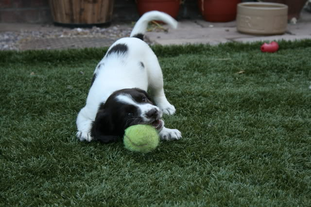 herbie and indi (my sister's puppy) Indyherbie147