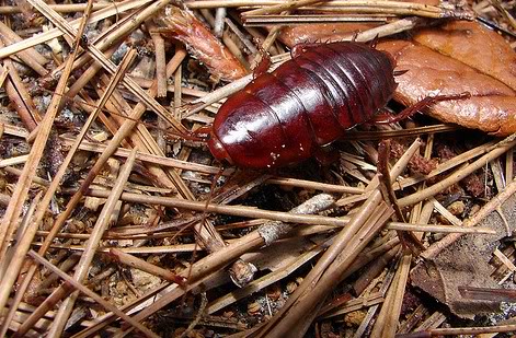 Cockroach Summonings FloridaCockroach