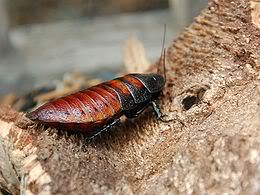 Nasamea Tsuyoshi [Special Jounin] MadagascarHissingCockroach