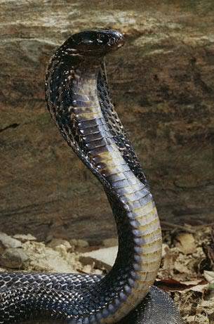 Black King Cobra Blackcobra3