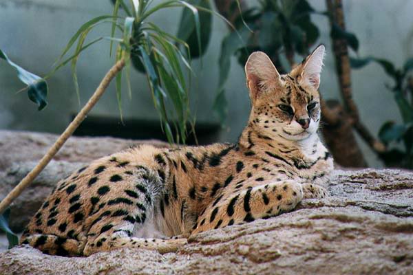 ..::~Cheza~::.. Serval