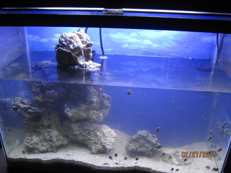 my first saltwater tank IMG_2208