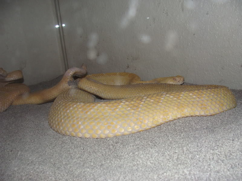 C. atrox breeding DSC03057