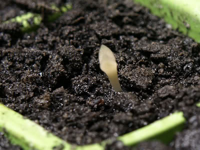 Albino Hylocereus seedling? _B129730