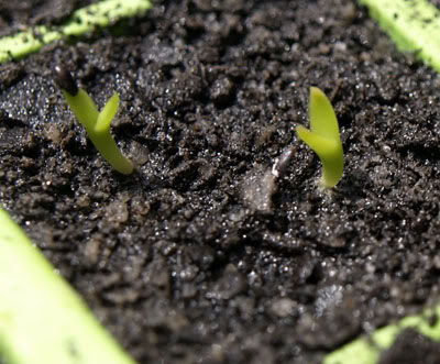 Albino Hylocereus seedling? _B129731