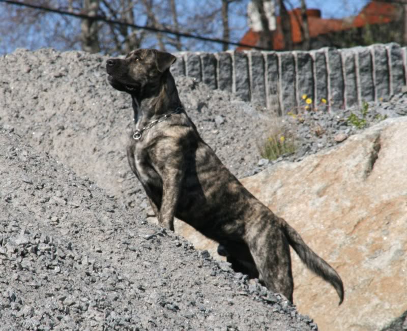 Damien & Ramos  (presa canario) 012-4