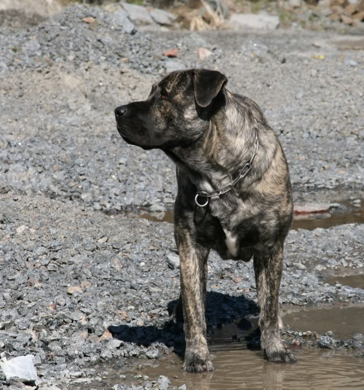 Damien & Ramos  (presa canario) 016-3