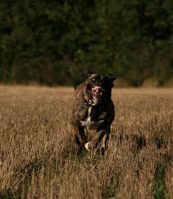 Damien & Ramos  (presa canario) 050-2