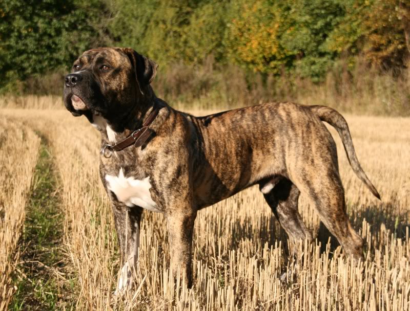 Damien & Ramos  (presa canario) 069-6