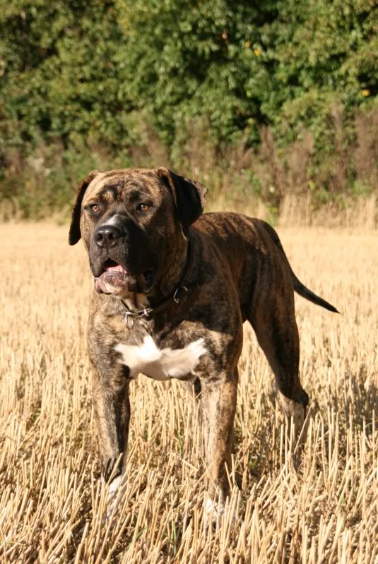 Damien & Ramos  (presa canario) 079-2