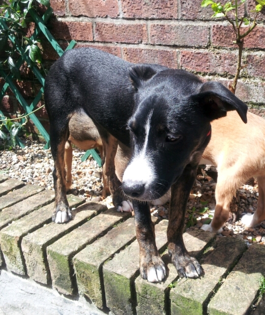 Max - Staffie x Collie (?) with Hope Rescue 2012-06-09newpup2