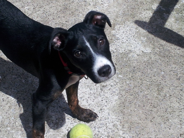 Max - Staffie x Collie (?) with Hope Rescue 20120609_120616