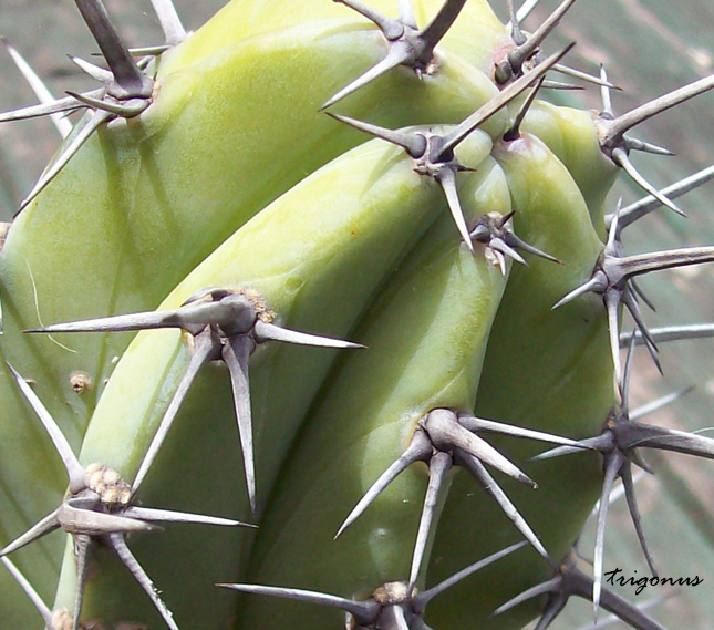 Brutal Cacti: The Thread Mcochal12