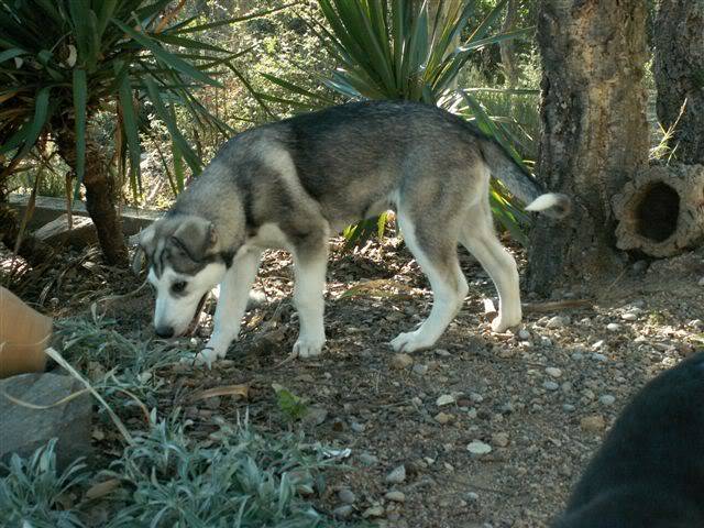 Nos chiots ont 3 mois. PhotoMailImage65-133-34